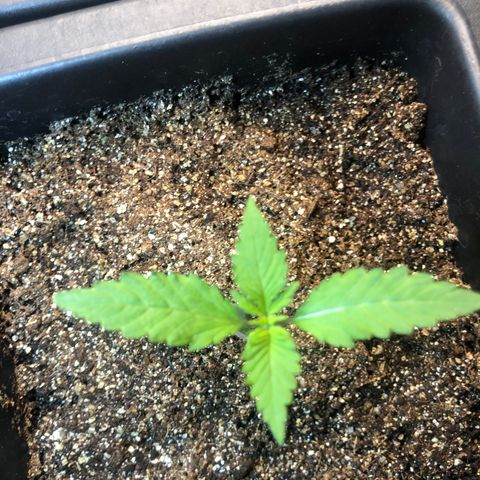 Purple Haze Automática  growlog timeline photo