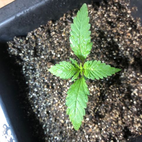 Purple Haze Automática  growlog timeline photo