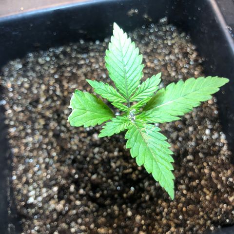 Purple Haze Automática  growlog timeline photo