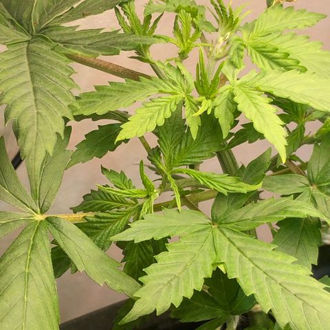 Og kush auto  growlog timeline photo