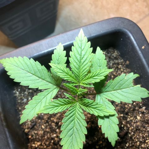 Purple Haze Automática  growlog photo: Folha mordida pelo gato 