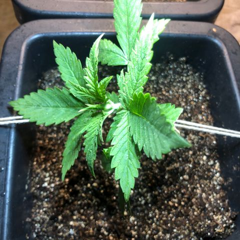 Purple Haze Automática  growlog timeline photo