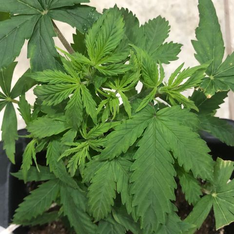 Og kush auto  growlog timeline photo