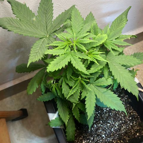 Og kush auto  growlog timeline photo