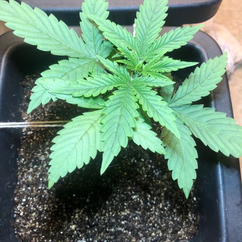 Purple Haze Automática  growlog timeline photo
