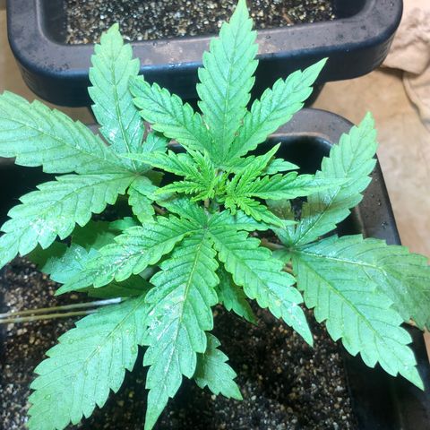 Purple Haze Automática  growlog timeline photo