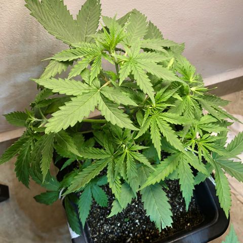 Og kush auto  growlog timeline photo