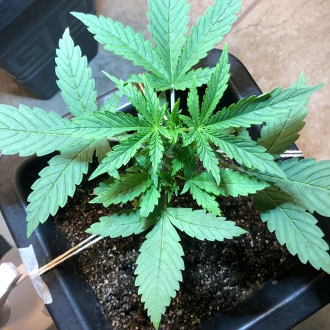 Purple Haze Automática  growlog timeline photo