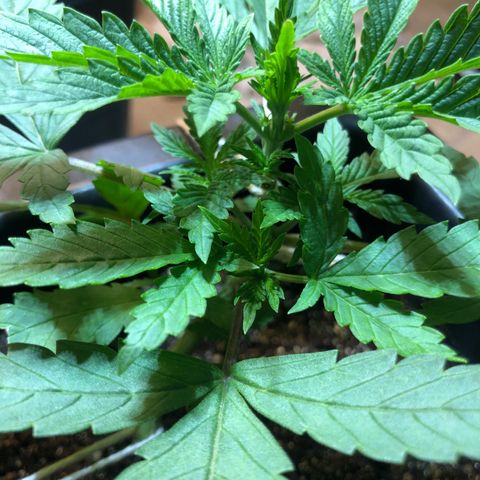 Purple Haze Automática  growlog timeline photo
