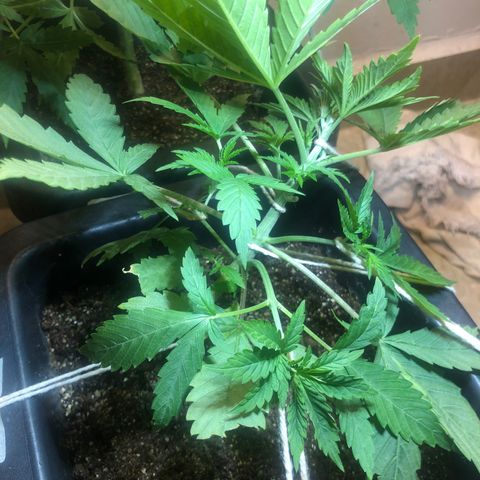 Purple Haze Automática  growlog timeline photo