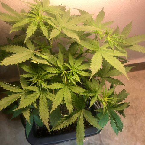 Og kush auto  growlog timeline photo