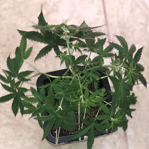 Og kush auto  growlog timeline photo