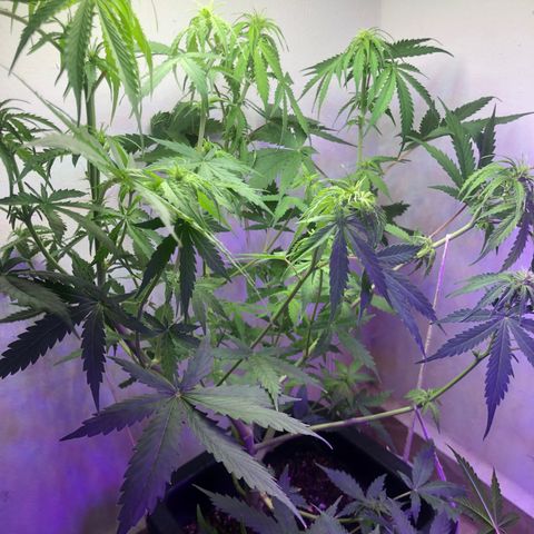 Og kush auto  growlog timeline photo