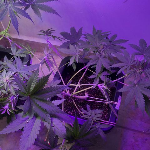 Purple Haze Automática  growlog timeline photo