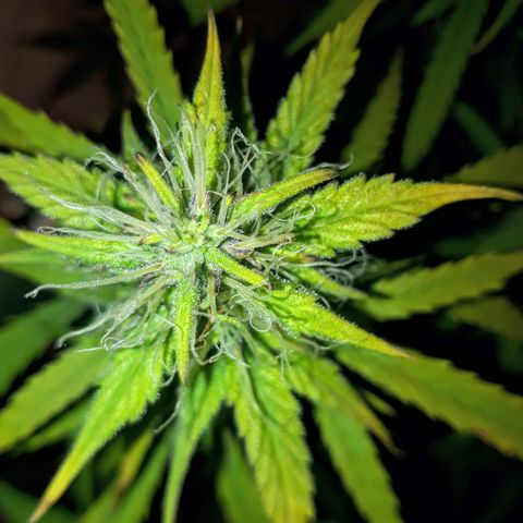 Og kush auto  growlog timeline photo