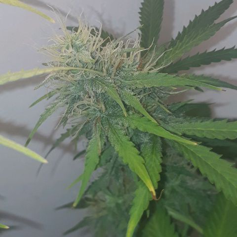 Og kush auto  growlog timeline photo