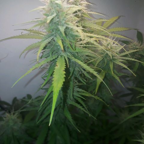 Og kush auto  growlog timeline photo