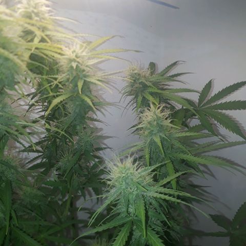 Og kush auto  growlog timeline photo