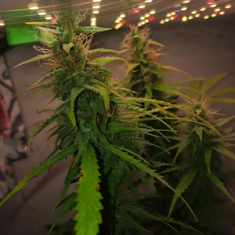 Og kush auto  growlog timeline photo