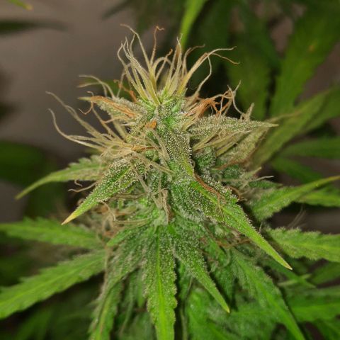 Og kush auto  growlog timeline photo