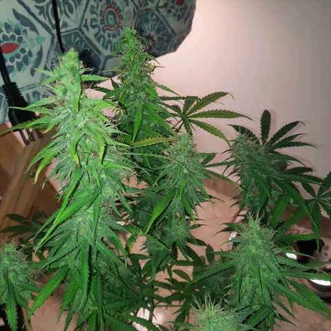 Og kush auto  growlog timeline photo