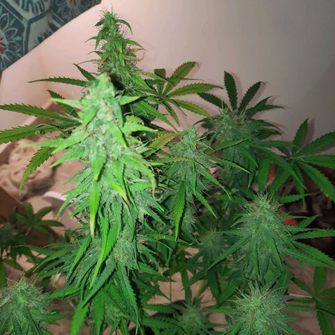 Og kush auto  growlog timeline photo