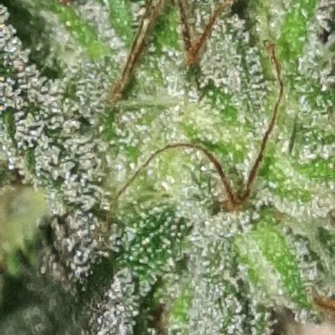 Og kush auto  growlog timeline photo