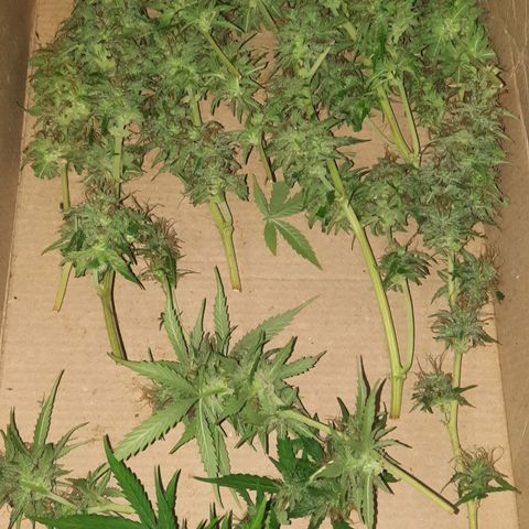 Og kush auto  growlog timeline photo