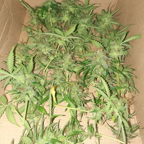 Og kush auto  growlog timeline photo