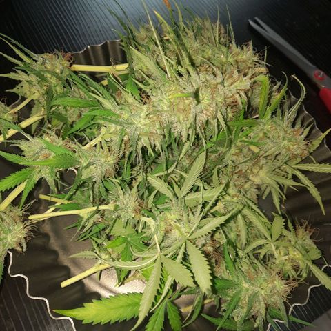 Og kush auto  growlog timeline photo