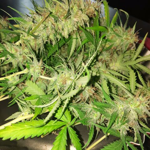 Og kush auto  growlog timeline photo