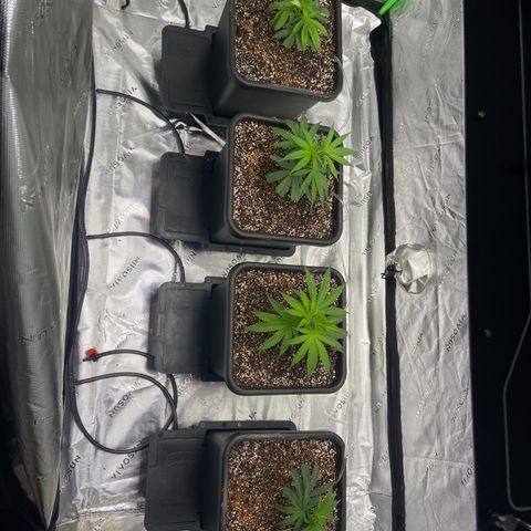Purple Kush growlog timeline photo