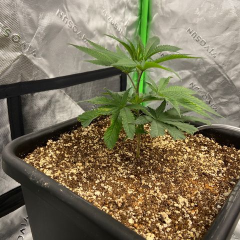 Purple Kush growlog timeline photo