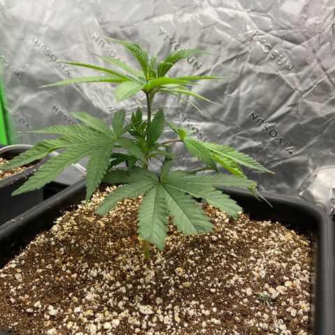 Purple Kush growlog timeline photo
