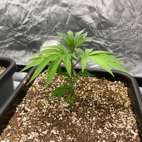 Purple Kush growlog timeline photo