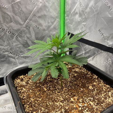 Purple Kush growlog timeline photo