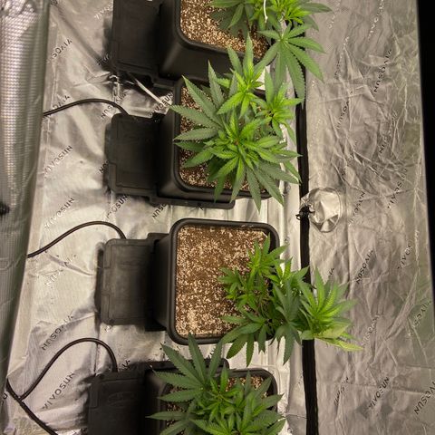 Purple Kush growlog timeline photo