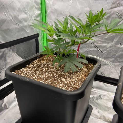 Purple Kush growlog timeline photo