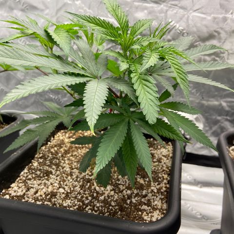 Purple Kush growlog timeline photo
