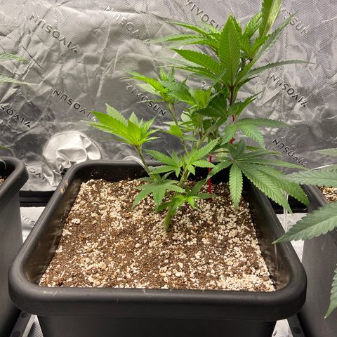 Purple Kush growlog timeline photo