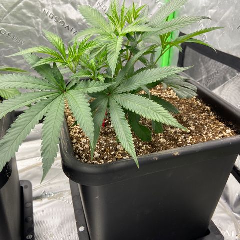 Purple Kush growlog timeline photo