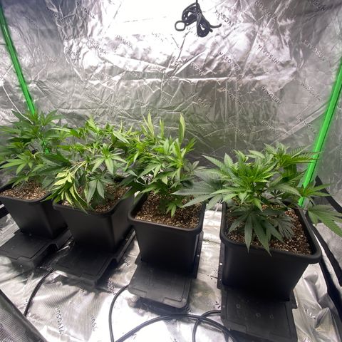 Purple Kush growlog timeline photo