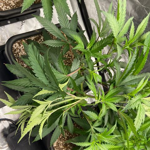 Purple Kush growlog photo: A little super cropping and a fuck up. 