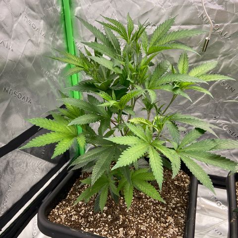 Purple Kush growlog timeline photo