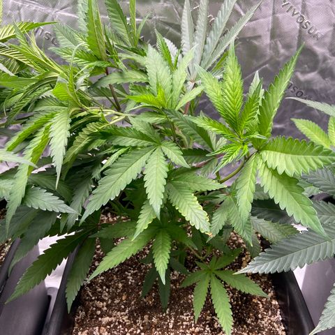 Purple Kush growlog photo: More super cropping