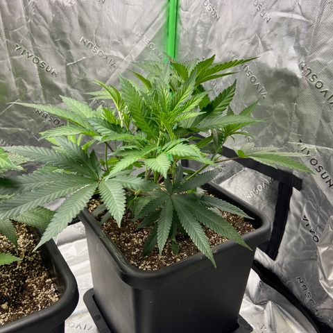 Purple Kush growlog timeline photo