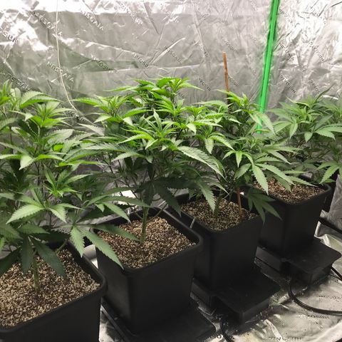 Purple Kush growlog photo: Before defoliating 