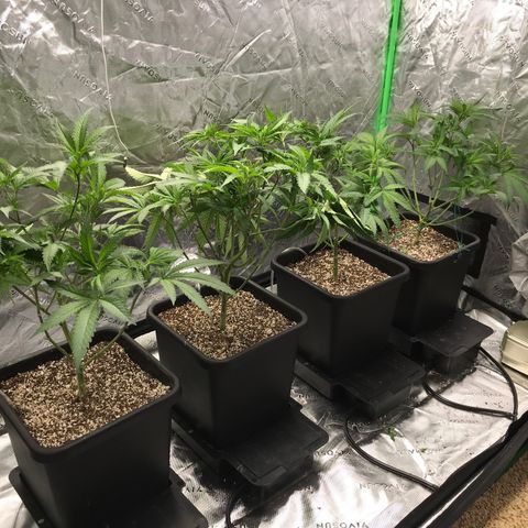 Purple Kush growlog photo: After defoliating 