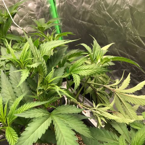 Purple Kush growlog photo: Supercropping