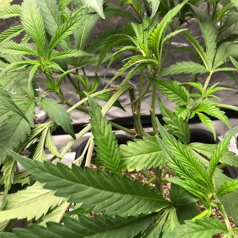 Purple Kush growlog photo: Supercropping